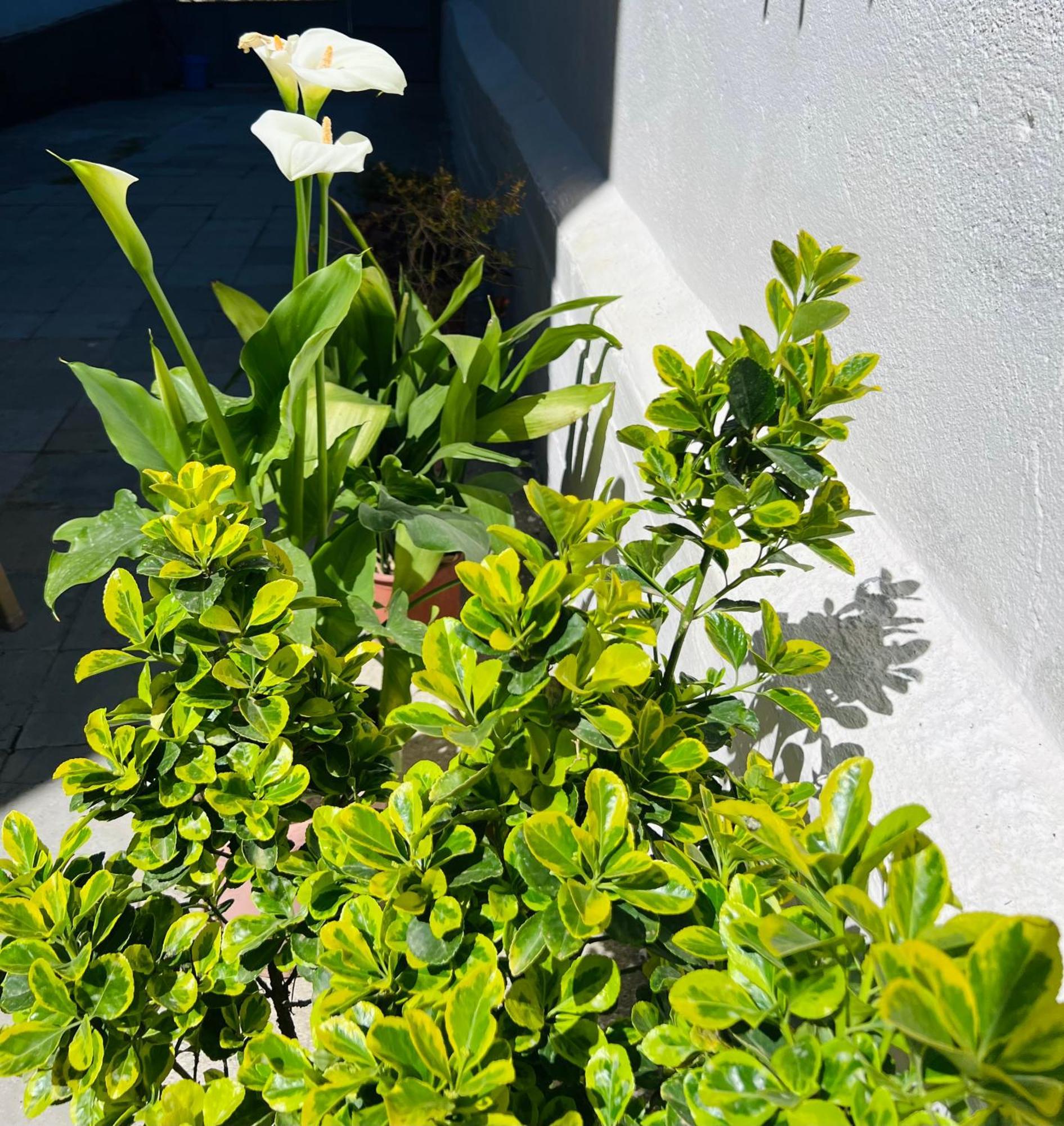Villa Ensalv Berat - Apartment - Room - Penthouse المظهر الخارجي الصورة